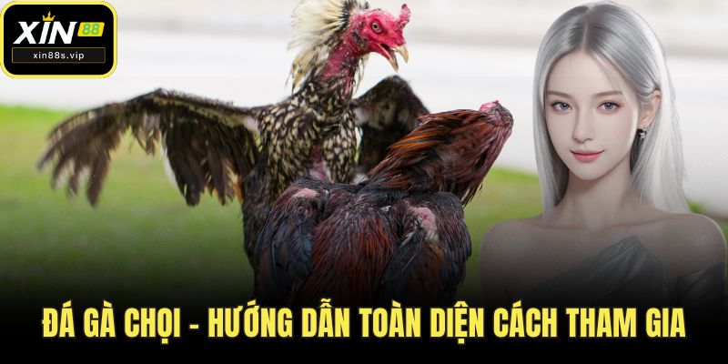 Đá Gà Chọi - Hướng Dẫn Toàn Diện Cách Tham Gia Tại XIN88 Đá gà chọi