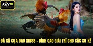 Đá gà cựa dao