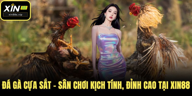 Đá Gà Cựa Sắt - Sân Chơi Kịch Tính, Đỉnh Cao tại XIN88 Đá gà cựa sắt
