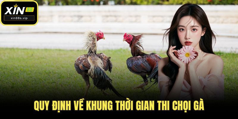 Đá Gà Mỹ - Giải Trí Đỉnh Cao Thu Hút Kê Thủ Tại XIN88 Quy định về khung thời gian thi chọi gà