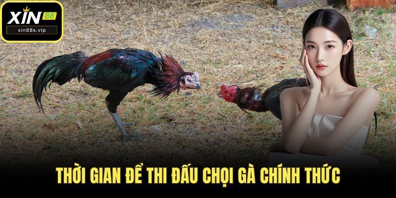 Đá Gà Chọi - Hướng Dẫn Toàn Diện Cách Tham Gia Tại XIN88 Thời gian để thi đấu chọi gà chính thức