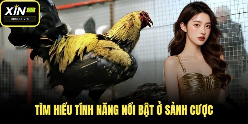 Đá Gà XIN88 - Đỉnh Cao Giải Trí Đầy Kịch Tính Nhất Năm 2025 Tìm hiểu tính năng nổi bật ở sảnh cược