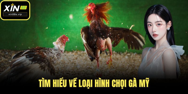 Đá Gà Mỹ - Giải Trí Đỉnh Cao Thu Hút Kê Thủ Tại XIN88 Tìm hiểu về loại hình chọi gà mỹ